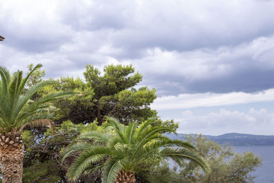 Palm trees against sky