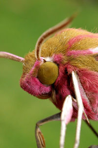 Detailed vertical closeup on colorful pink to green elephant moth, deilephila elpenor