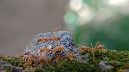 Close-up of insect on rock