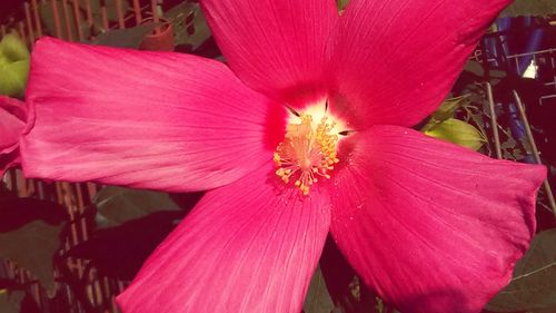 Close-up of pink flower