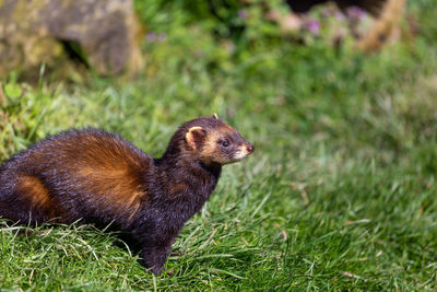 Close-up of an animal on grass