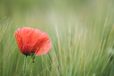 Close-up of red poppy flower on field