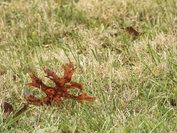 High angle view of dead plant on field