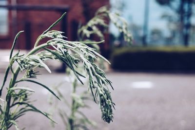 Close-up of fresh plant