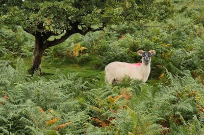 View of cheep standing by tree