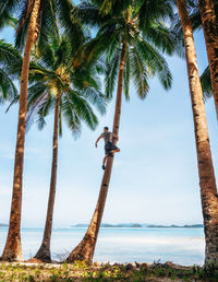 Coconut palm trees against sky