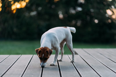 Dog standing on footpath