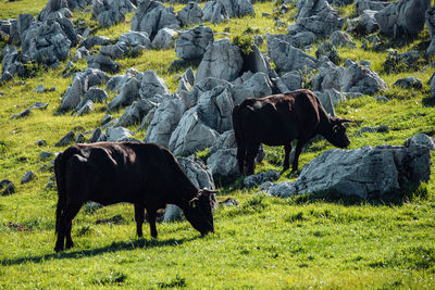 Horses grazing in a field