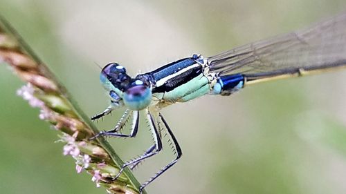 Close-up of dragonfly