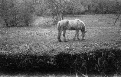 Full length of elephant