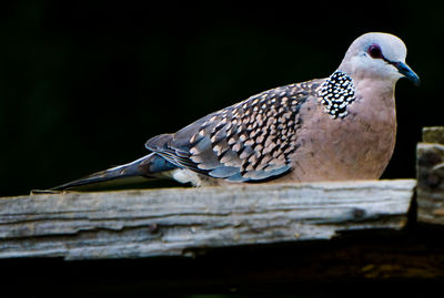 Close-up of bird perching on wood