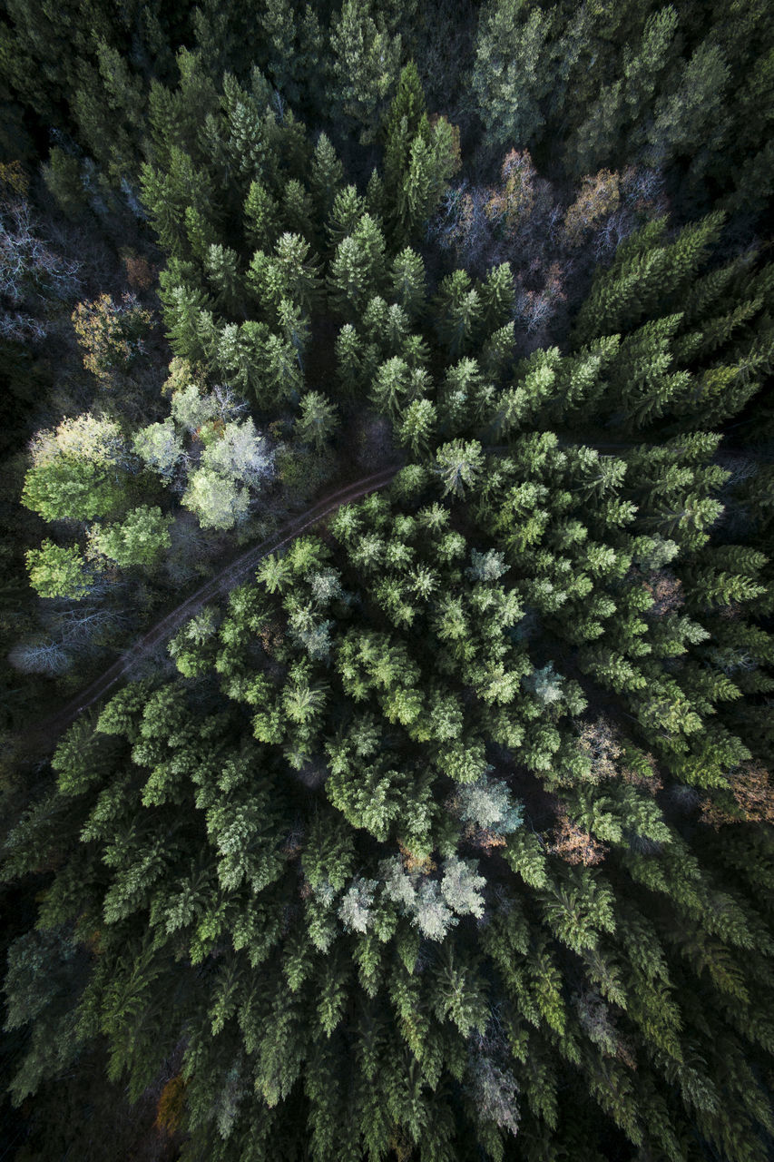 FULL FRAME SHOT OF PINE TREE