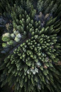 Full frame shot of pine tree in forest