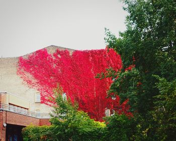 Low angle view of trees