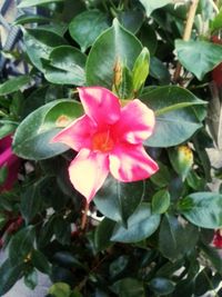 Close-up of pink flower