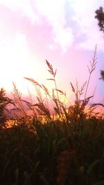 Close-up of plants growing on field against sky during sunset