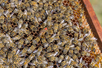 Close-up of bees