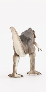 animal