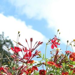 Low angle view of pink flowers against sky