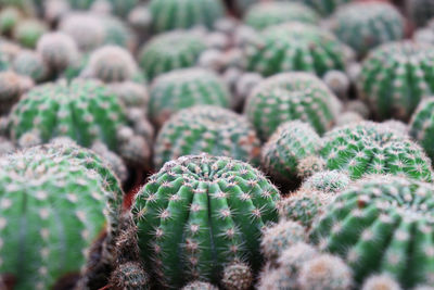 Full frame shot of succulent plants