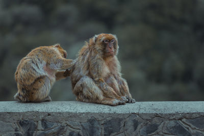 Monkey sitting on rock