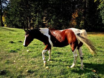 Horse grazing on field