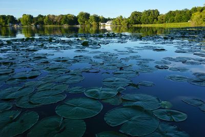 Water lily in lake