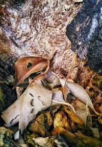 Close-up of lizard on rock