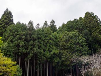 Low angle view of trees against sky