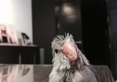 Close-up of a bird at home