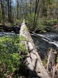 Stream flowing amidst trees in forest