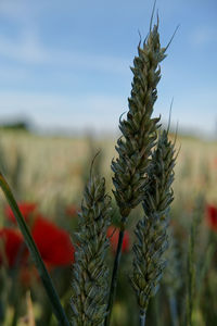 Close-up of fresh plant in field against sky