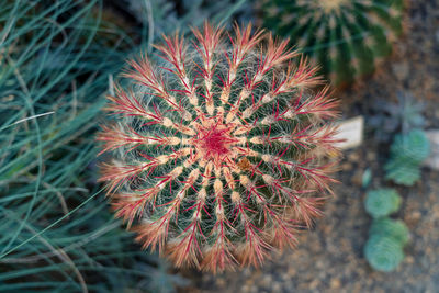 High angle view of succulent plant on field