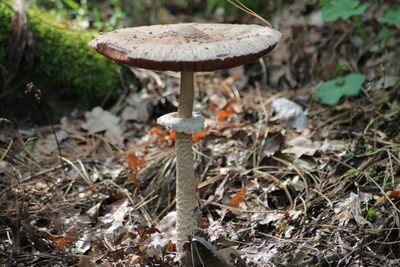 Close-up of mushroom growing on field