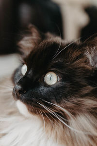 Close-up of cat looking away