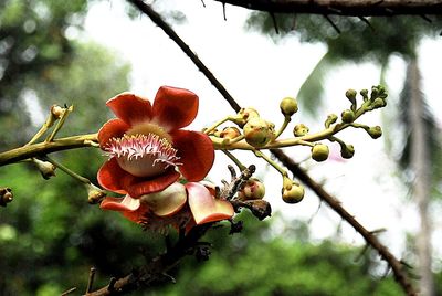 Close-up of fruit growing on tree