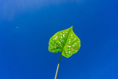 Close-up of leaf floating on water against blue sky