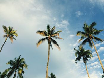 Low angle view of palm tree against sky