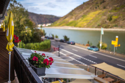 View of potted plant on road