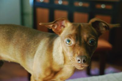 Close-up portrait of dog relaxing at home