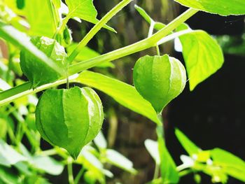 Close-up of fruit growing on plant