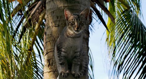 Portrait of a cat