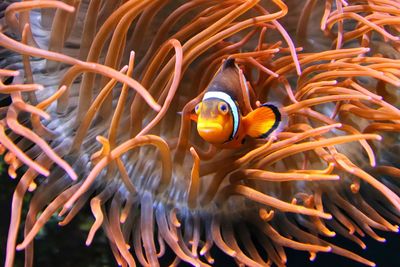 Fish swimming in sea