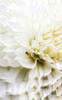 Close-up of insect on white flower