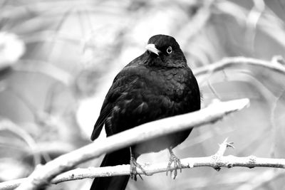 Close-up of bird perching on branch