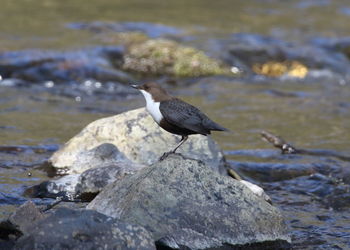 Bird perching on rock