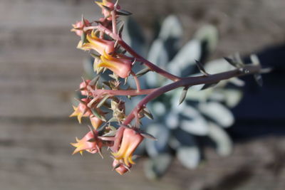 Close-up of red flowering plant