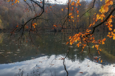 Trees by lake in forest during autumn