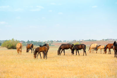 Herd of horses with foals graze in meadow. countryside landscape of horses eat grass 