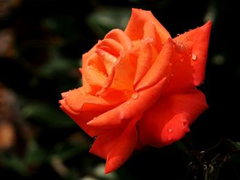 Close-up of wet pink rose blooming in garden